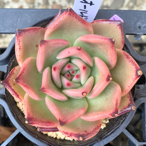 オールドエッグ 大株 韓国苗 多肉植物 多肉植物 プクニク 通販