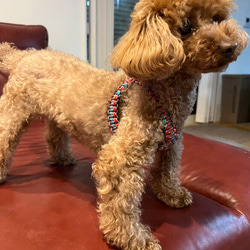 可愛いカモフラ色のハーネス　小型犬用　お揃いのリードもお作り出来ます。 4枚目の画像