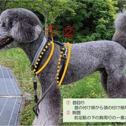 可愛いカモフラ色のハーネス　小型犬用　お揃いのリードもお作り出来ます。 6枚目の画像