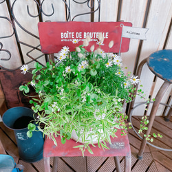 *️⃣プロフ必読 アンティーク・ヴィンテージ ガーデニング ブリキ アイアン 庭 鉢 ️⃣プロフ必読 アンティーク・ヴィンテージ ガーデニング ブリキ