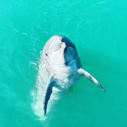 夏をイルカさんの世界で迎える♪イルカさん泳ぐ白砂ビーチの海の世界 ～アクアリウム〜 7枚目の画像