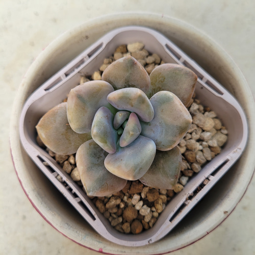 多肉植物❤月下美人錦❤抜き苗 その他インテリア雑貨 ✰Pan✰ 通販