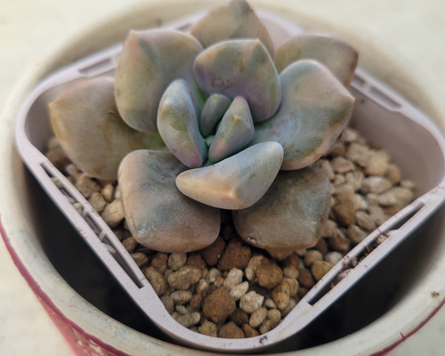 多肉植物❤月下美人錦❤抜き苗 その他インテリア雑貨 ✰Pan✰ 通販