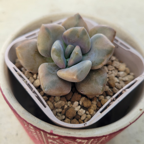 多肉植物❤月下美人錦❤抜き苗 その他インテリア雑貨 ✰Pan✰ 通販