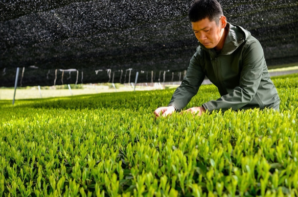 食べても美味しいお茶！令和4年新茶！杉山貢大農園の高級品種さえみどりの被せ煎茶「貢大」10g 7枚目の画像