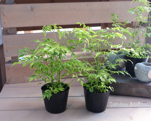 その他観葉植物 moomooo sub-di-mons06-1_01.jpg