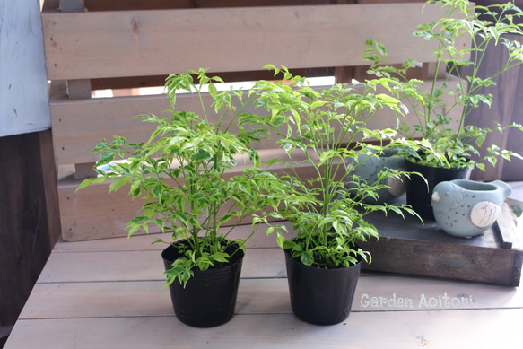 観葉植物*ステレオスペルマム*レモンライム* その他インテリア
