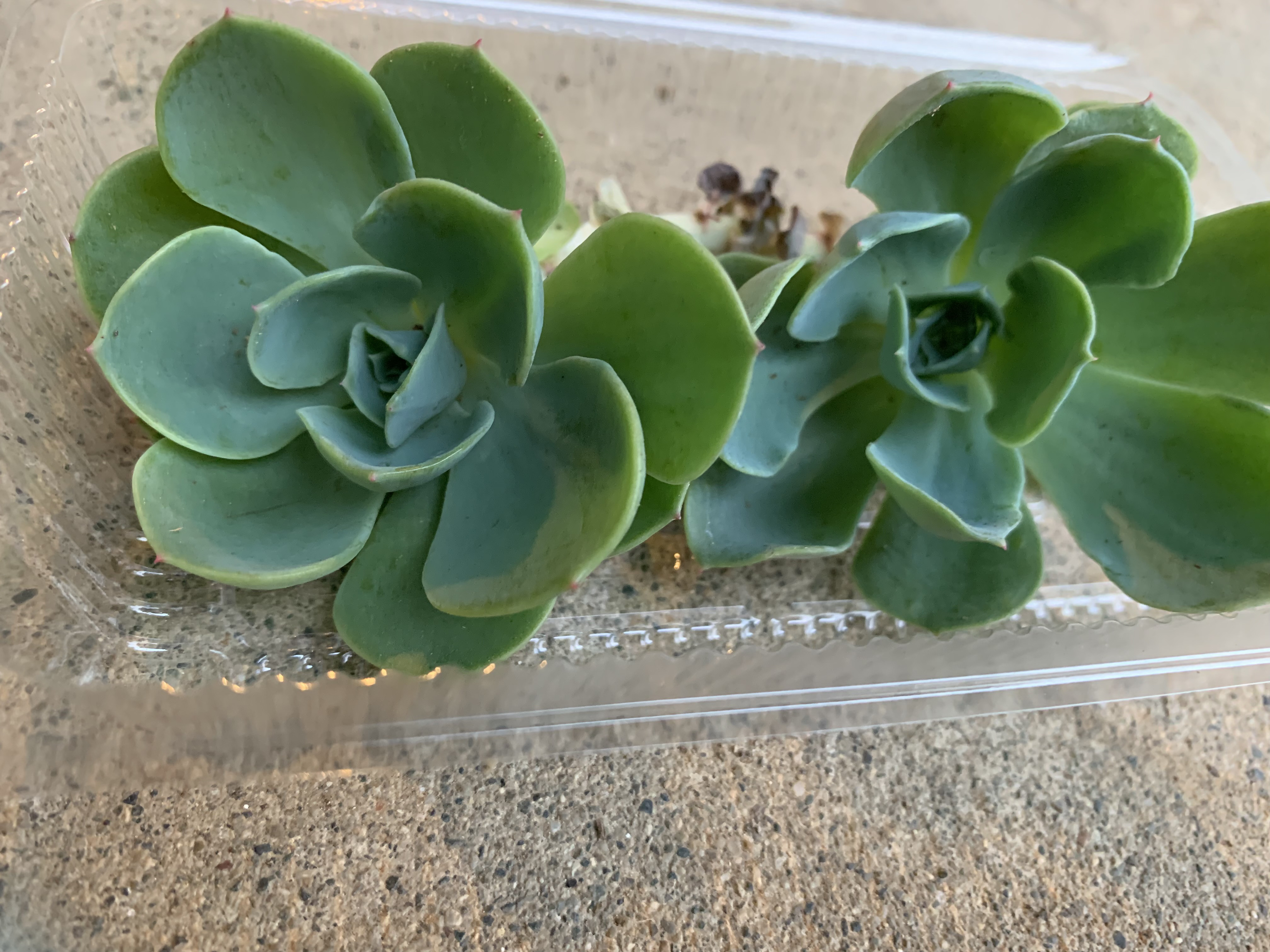 多肉植物^o^ 今だけ❣️葉挿し赤ちゃん4種8コセット 【公式通販】