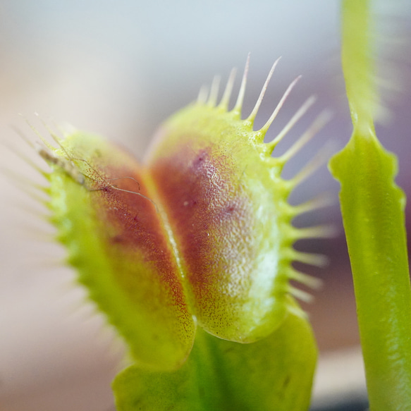 挟んで捕らえる！ハエトリソウ　３号◆ディオネア　食虫植物　ギフト　 10枚目の画像