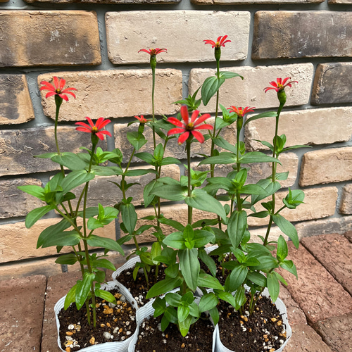 花苗＊ジニア「レッドスパイダー」 その他素材 Comu＊Garden 通販