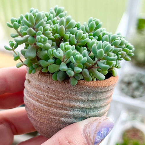 パープルヘイズ*抜き苗*多肉植物 多肉植物 *N* 通販 パープルヘイズ*抜き苗*多肉植物 多肉植物 *N* 通販