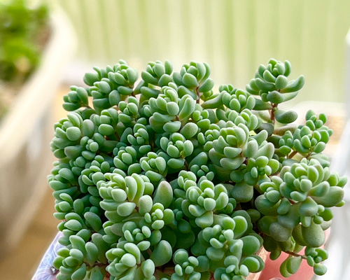 調整中 多肉植物 2個セット ちまちま 寄せ植え 抜き苗 パープルヘイズ ❤ 調整中 多肉植物 2個セット ちまちま 寄せ植え 抜き苗 パープルヘイズ