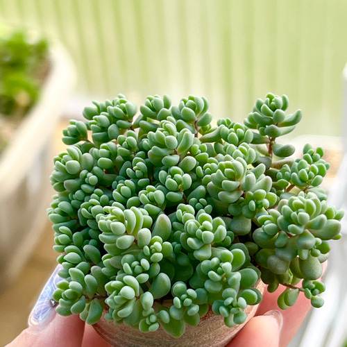 パープルヘイズ*抜き苗*多肉植物 多肉植物 *N* 通販 パープルヘイズ*抜き苗*多肉植物 多肉植物 *N* 通販