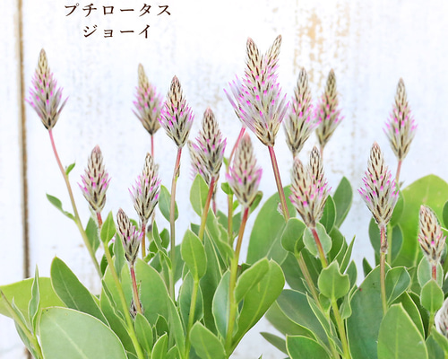 花苗 プチロータス ジョーイ 3.5号 多年草 かわいい 個性派 秋まで咲く