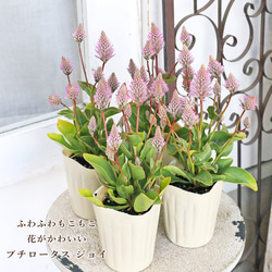 ☆送料無料☆ミモザ鉢植え アカシア・プルプレア シンプルテラコッタ調