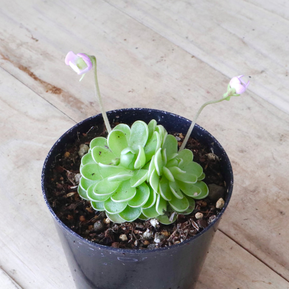 食中植物♡姫足長♡ムシトリスミレ♡鉢ごと♡ 5枚目の画像