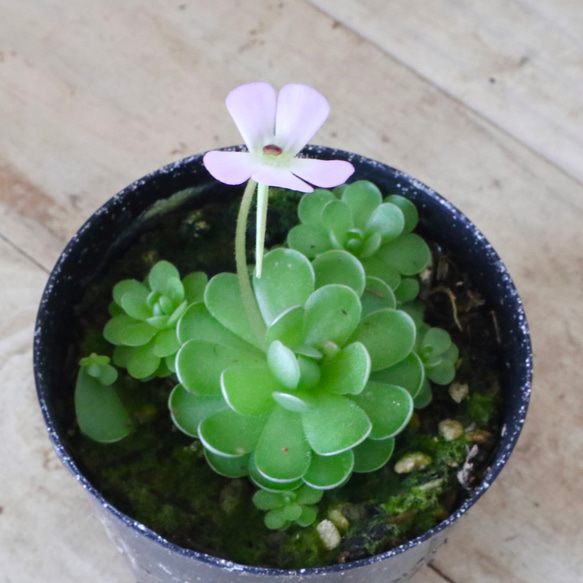 食中植物♡姫足長♡ムシトリスミレ♡鉢ごと♡ 3枚目の画像