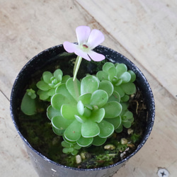 食中植物♡姫足長♡ムシトリスミレ♡鉢ごと♡ 2枚目の画像