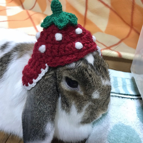 いちご帽子 耳当て付き うさぎ・ペット・ぬいぐるみ ペット服
