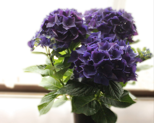 【特選】　アジサイ　ディープパープル　5寸1種2鉢 紫陽花 アジサイ【ディープパープル】5号鉢: JA全農かながわ|【JA