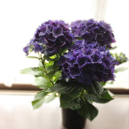☆ハイドランジア☆アジサイ☆レトロパープル☆5号鉢☆激レア☆商品説明確認要☆ アジサイ✿ディープパープル✿ハイドランジア❀秋色アンティーク✿5号