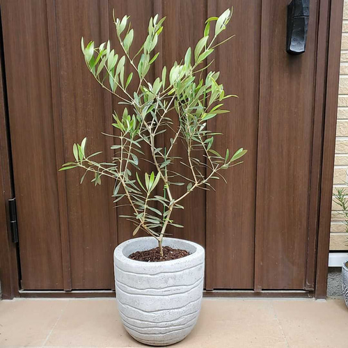 オリーブ　エルグレコ　コンクリート鉢植え　苗木　シンボルツリー 650743fef9910b5135363b8c8a3247
