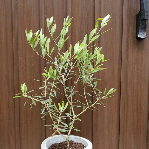 オリーブ　エルグレコ　スタイリッシュ鉢植え　苗木 オリーブの木 エルグレコ スタイリッシュコンクリート鉢植え 苗