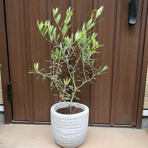 オリーブ　エルグレコ　スタイリッシュ鉢植え　苗木 オリーブの木 エルグレコ スタイリッシュコンクリート鉢植え 苗