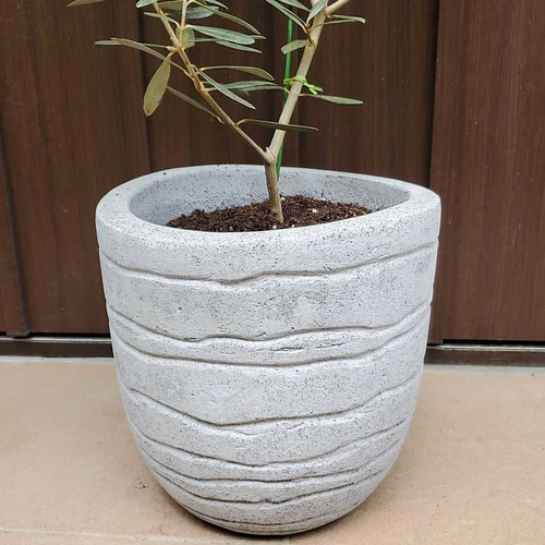 オリーブの木 エルグレコ スタイリッシュコンクリート鉢植え 苗
