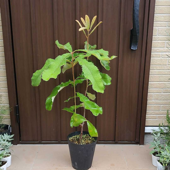 スワンプバンクシア　大きな苗　鉢植え　ロックガーデン　ドライガーデン　レア 1枚目の画像