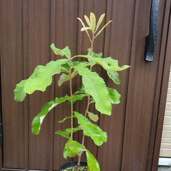 スワンプバンクシア　大きな苗　鉢植え　ロックガーデン　ドライガーデン　レア 6枚目の画像