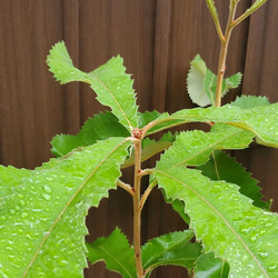 スワンプバンクシア　大きな苗　鉢植え　ロックガーデン　ドライガーデン　レア 5枚目の画像