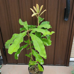 スワンプバンクシア　大きな苗　鉢植え　ロックガーデン　ドライガーデン　レア 3枚目の画像