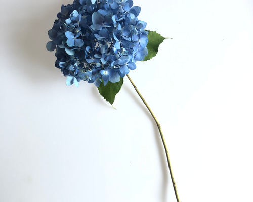 紫陽花のドライフラワー052205 その他素材 hithit26 通販 13984207