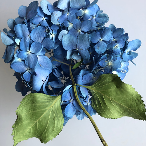 紫陽花のドライフラワー052205 その他素材 hithit26 通販 13984207