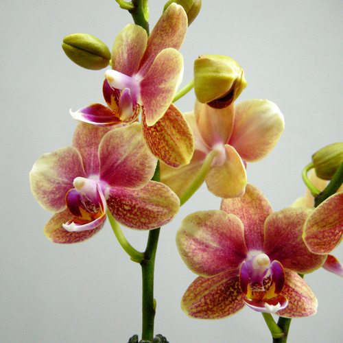 花柄陶器ランプ希少特大美品❣️ 花器「ミニ花瓶 金彩桜花鳥図」 金龍窯 江口天童 有田焼 陶磁器