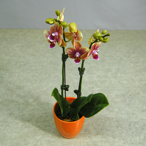 ☆ENGEI ichioki☆胡蝶蘭「Lucky cat・ラッキーキャット」陶器鉢03