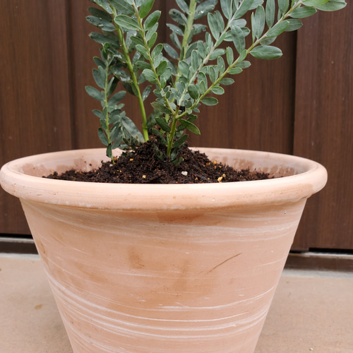 可愛い♪ アカシアブルーブッシュ 観葉植物 テラコッタ鉢植え 苗