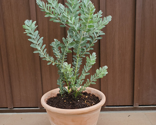 可愛い♪ アカシアブルーブッシュ 観葉植物 テラコッタ鉢植え 苗