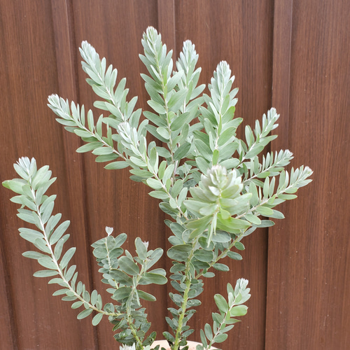 可愛い♪ アカシアブルーブッシュ 観葉植物 テラコッタ鉢植え 苗