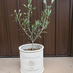 お洒落鉢植えオリーブの木 エルグレコ 観葉植物 シンボルツリー 苗