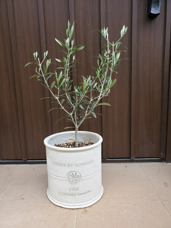 お洒落鉢植えオリーブの木 エルグレコ 観葉植物 シンボルツリー 苗