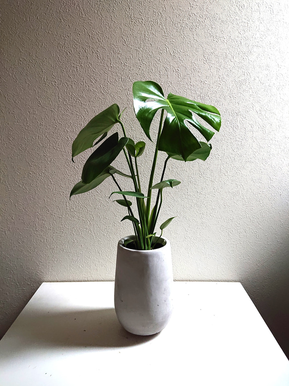 ○数量限定○新作○”モンステラ 鉢/受け皿セット（セメント製