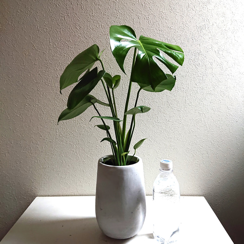 モンステラ 8号 | 観葉植物 | インテリアやギフトに - Hitohana