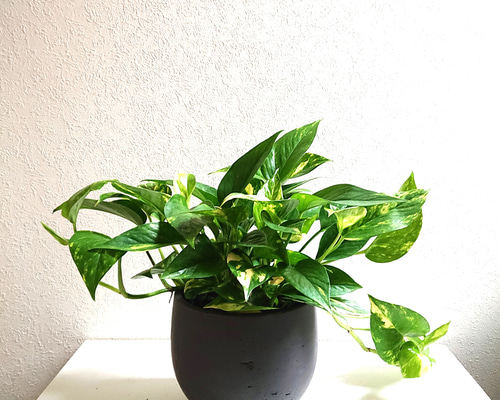 2961a0fbde57afb83d01a9913db0ed