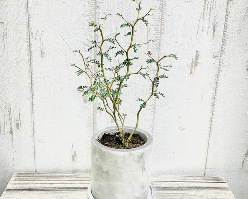 ソフォラ・ミクロフィラ “リトルベイビー”｜ジグザグ枝が可愛い観葉