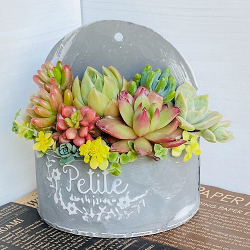 そのまま飾れる】多肉植物 寄せ植え ..＊ 15 ＊.. 多肉植物 Dia Lily