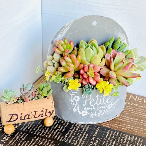 そのまま飾れる】多肉植物 寄せ植え ..＊ 15 ＊.. 多肉植物 Dia Lily