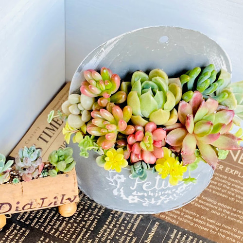 そのまま飾れる】多肉植物 寄せ植え ..＊ 15 ＊.. 多肉植物 Dia Lily
