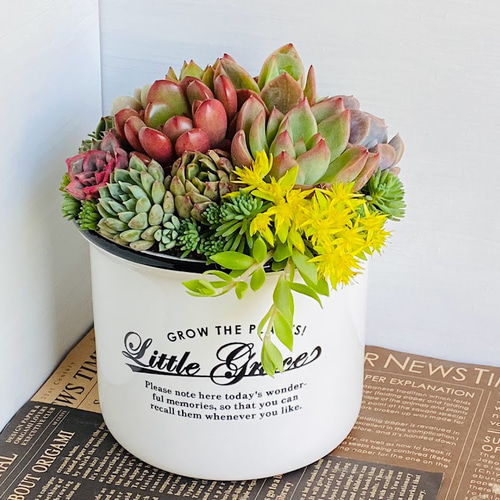 そのまま飾れる】多肉植物 寄せ植え ..＊ 17 ＊.. 多肉植物 Dia Lily